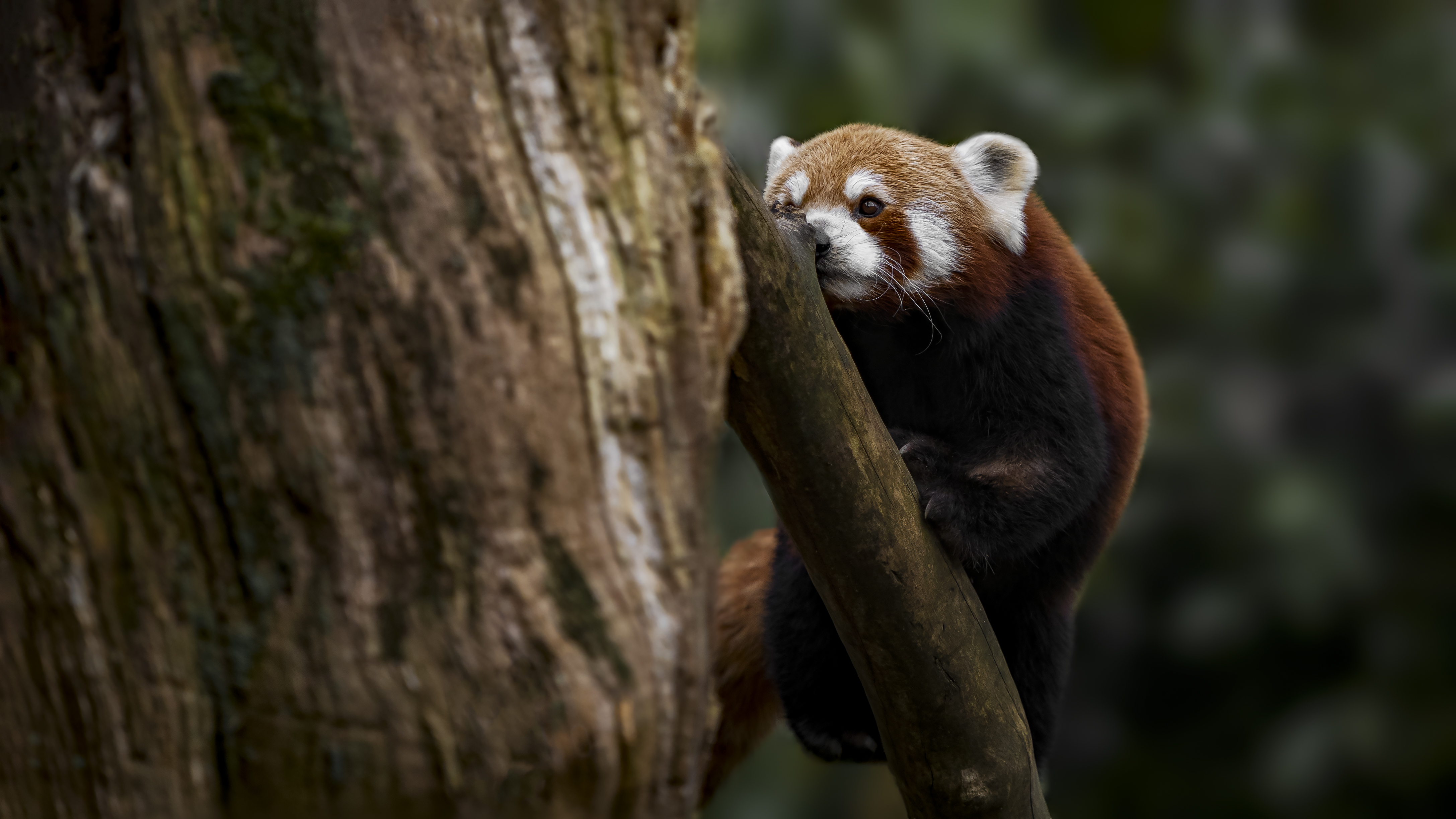 Redpanda3